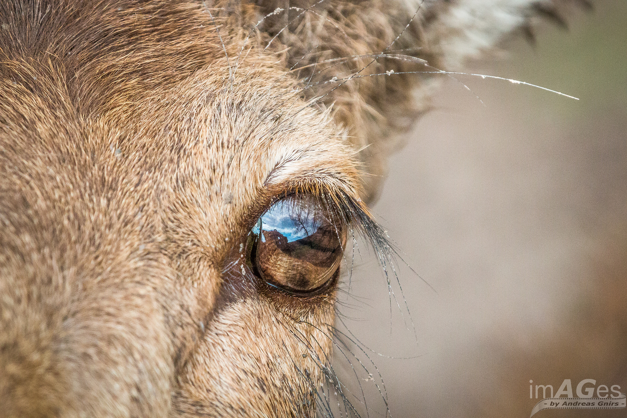 Canon EF 70-200mm F2.8L IS II USM sample photo. Reflect eyes photography