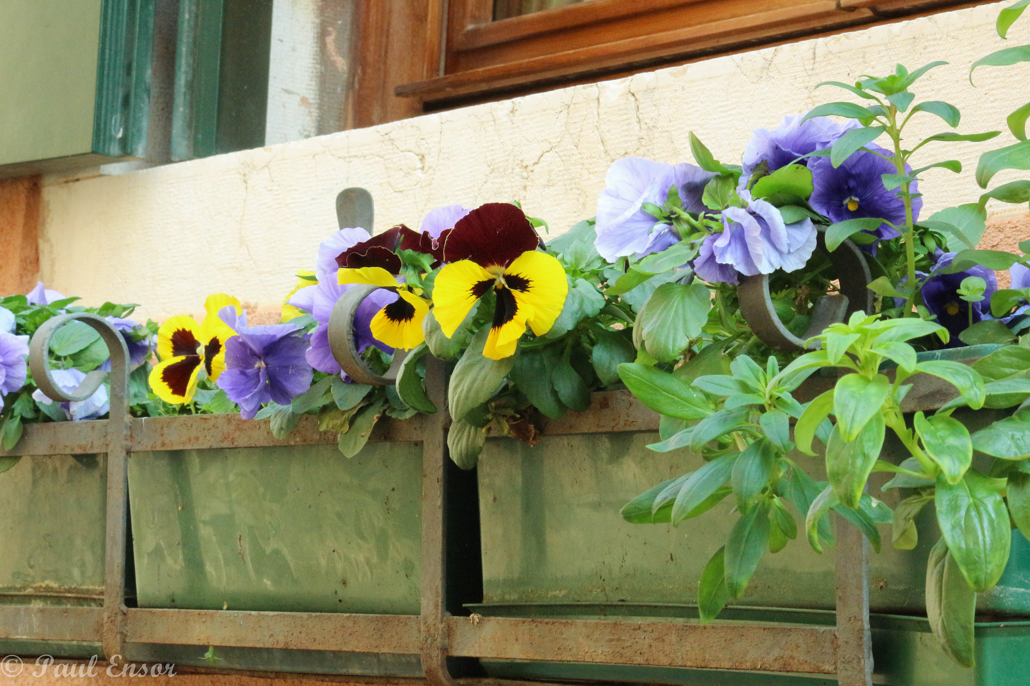 Sigma 70-300mm F4-5.6 APO DG Macro sample photo. Spring flowers (web) photography