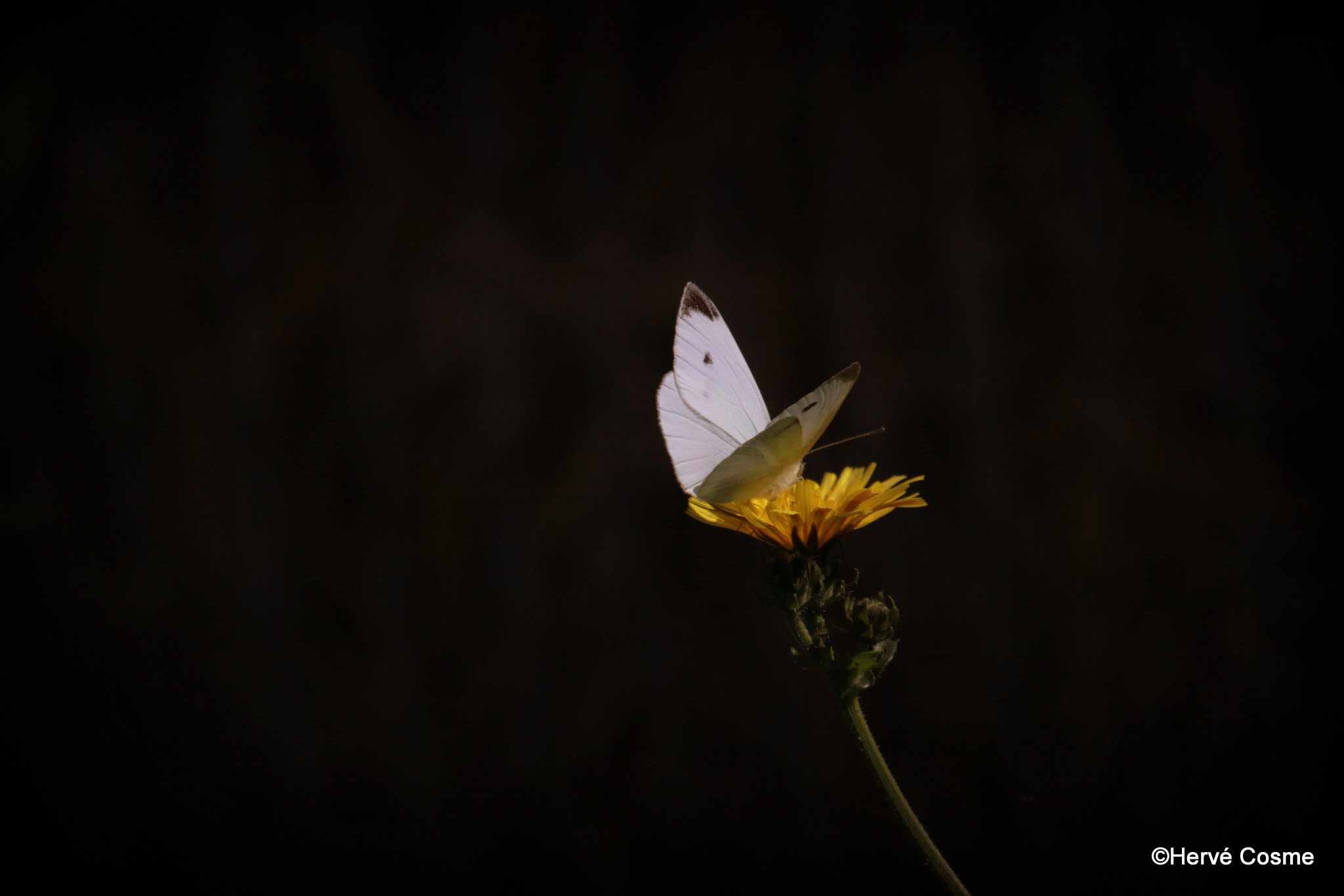 Canon EF 100-400mm F4.5-5.6L IS USM sample photo. Le papillon photography