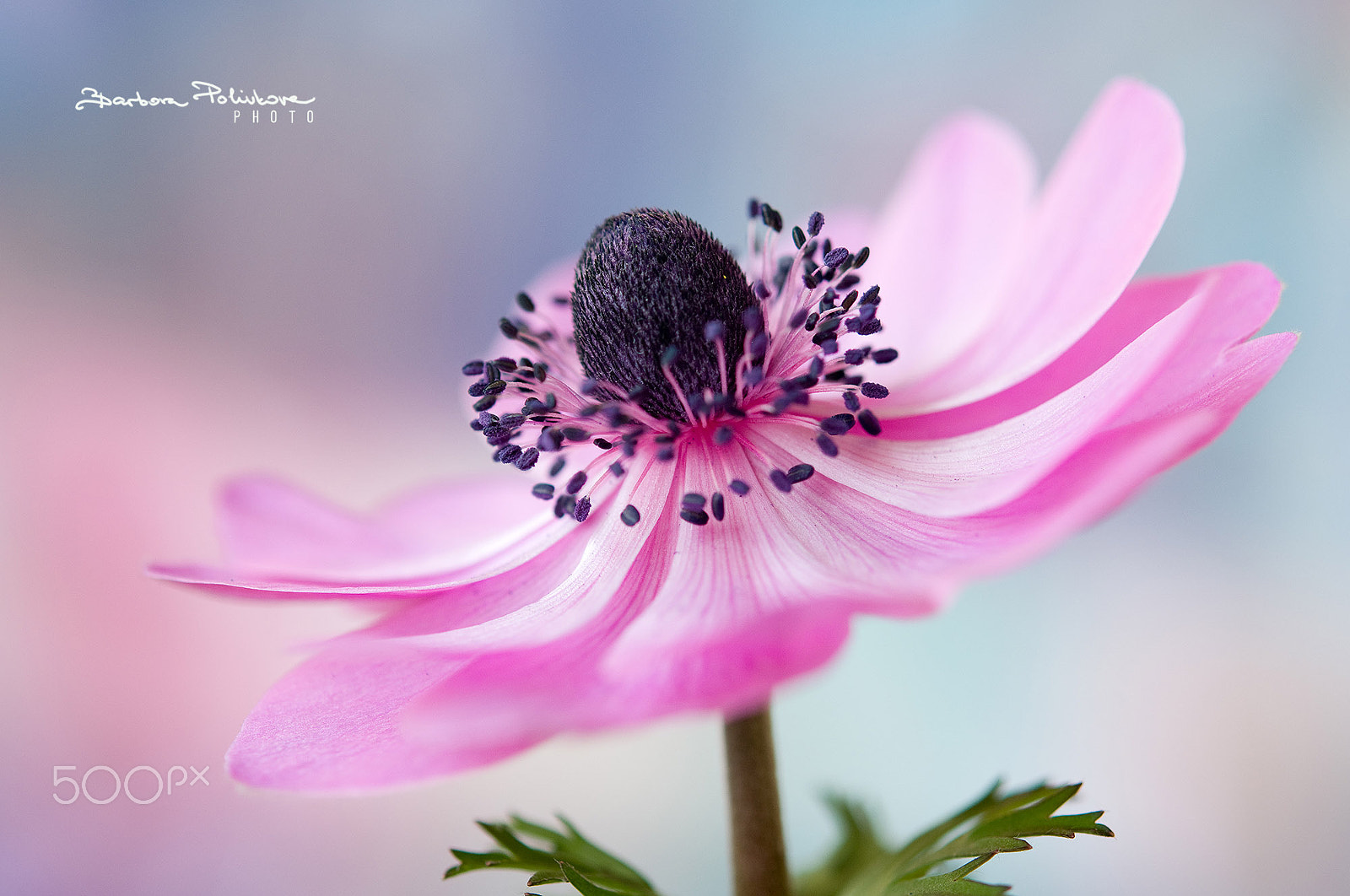 Nikon AF-S Micro-Nikkor 60mm F2.8G ED sample photo. Pastel poetry ii. photography