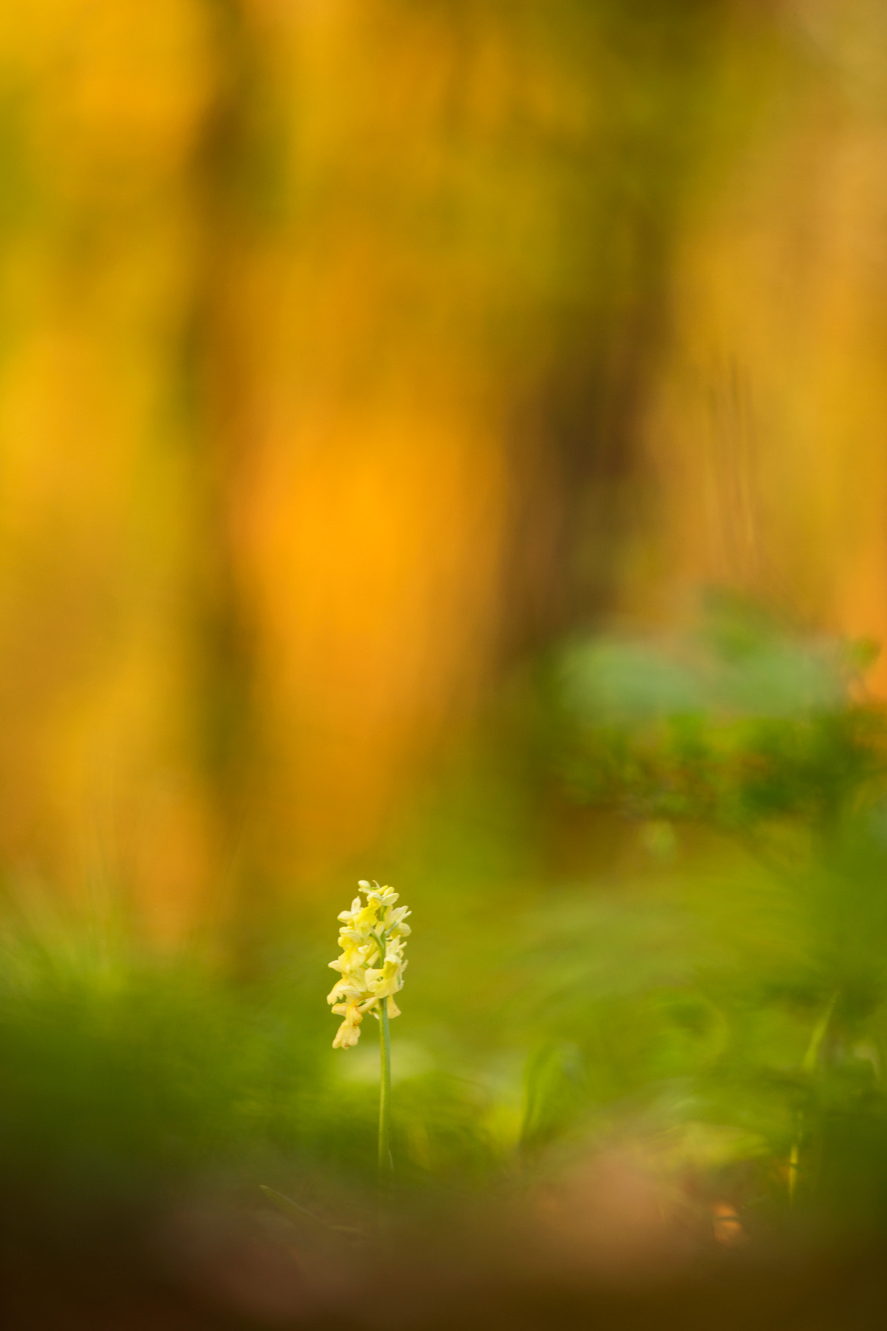 Minolta AF 28-85mm F3.5-4.5 New sample photo. Forest painting photography