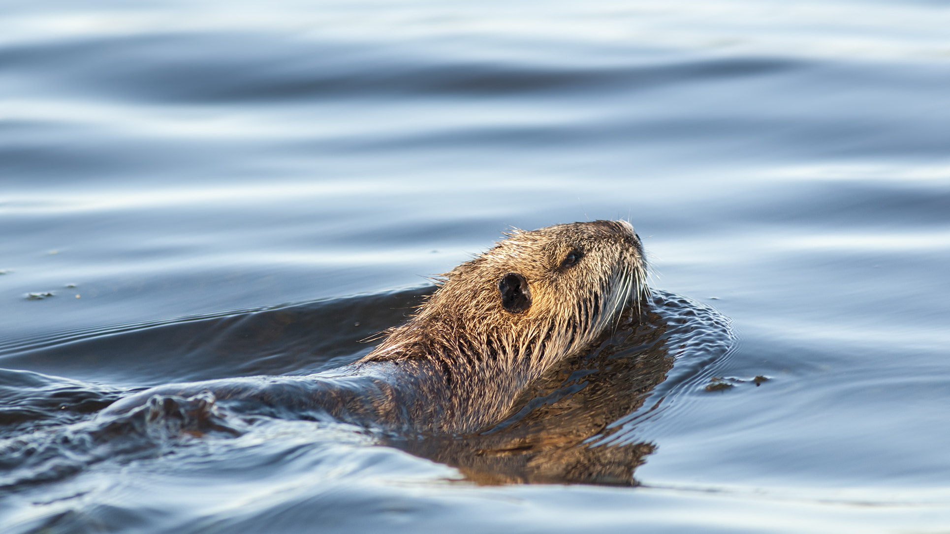 Nikon D300S + AF Nikkor 300mm f/4 IF-ED sample photo. Mansa... photography