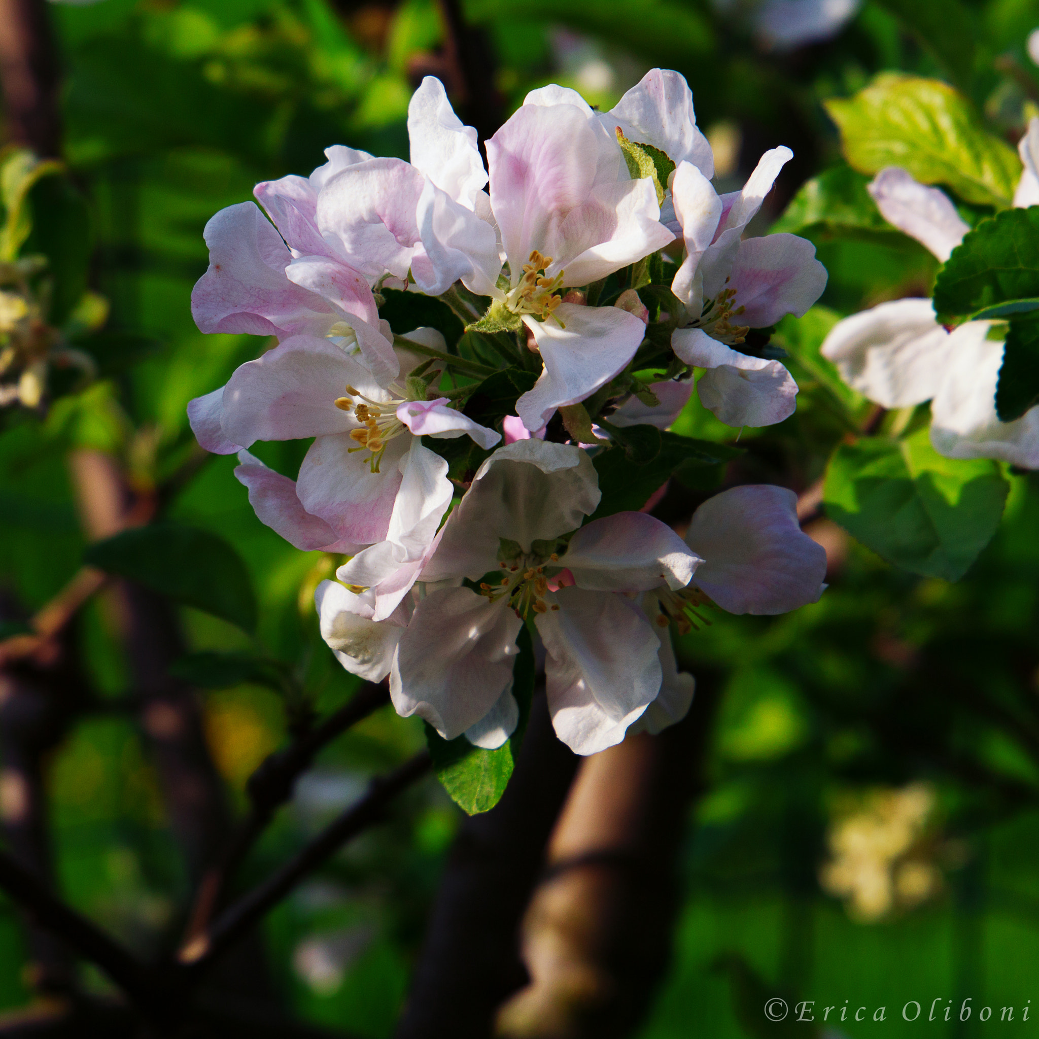 Canon EF 24-105mm F3.5-5.6 IS STM sample photo. Apple flower photography
