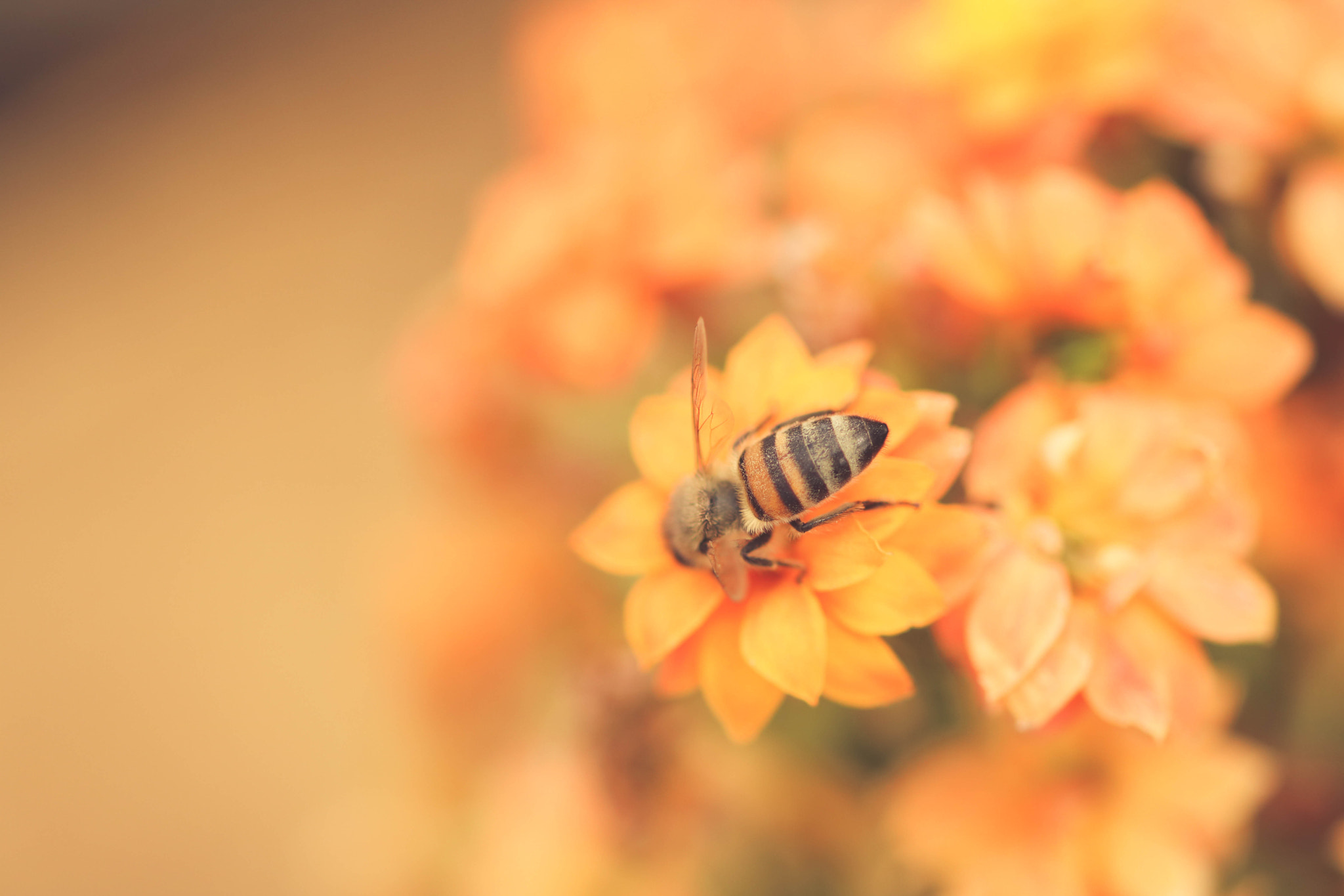 Sigma 105mm F2.8 EX DG OS HSM sample photo. Bee life photography