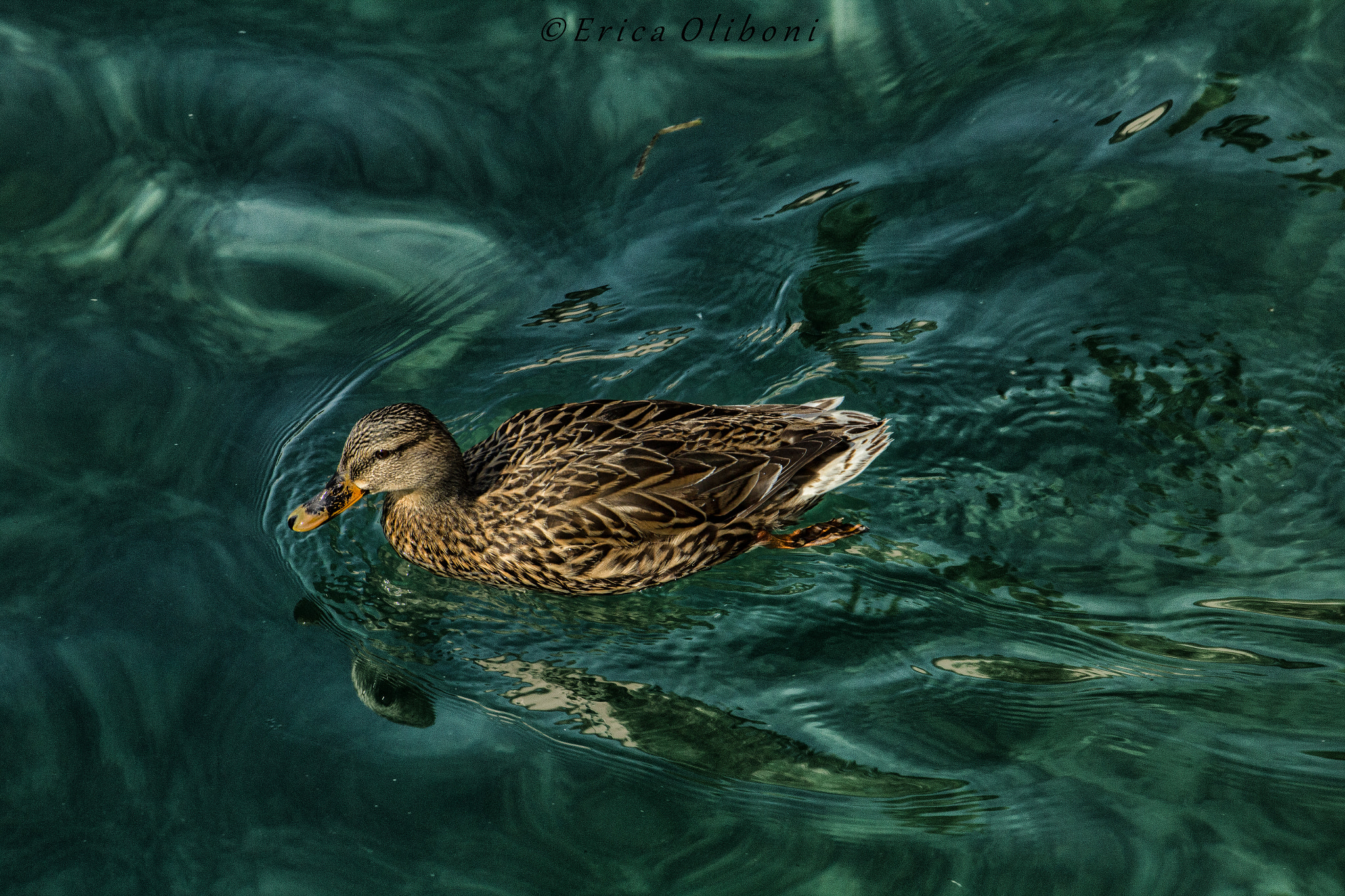 Canon EF 24-105mm F3.5-5.6 IS STM sample photo. Swimming duck photography