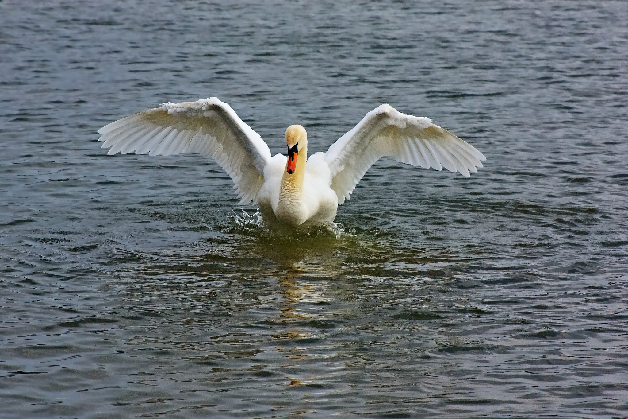 75.00 - 300.00 mm sample photo. Swan photography
