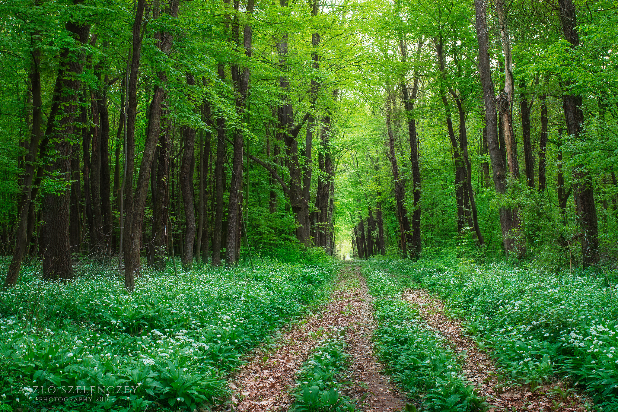 Pentax K-30 + Pentax smc DA 35mm F2.4 AL sample photo. Road in forest surrounded by wild garlic photography