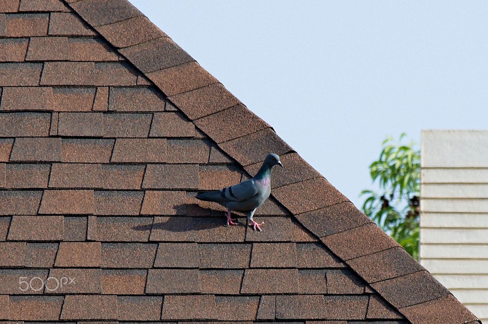 55.00 - 200.00 mm f/4.0 - 5.6 sample photo. Pigeon photography