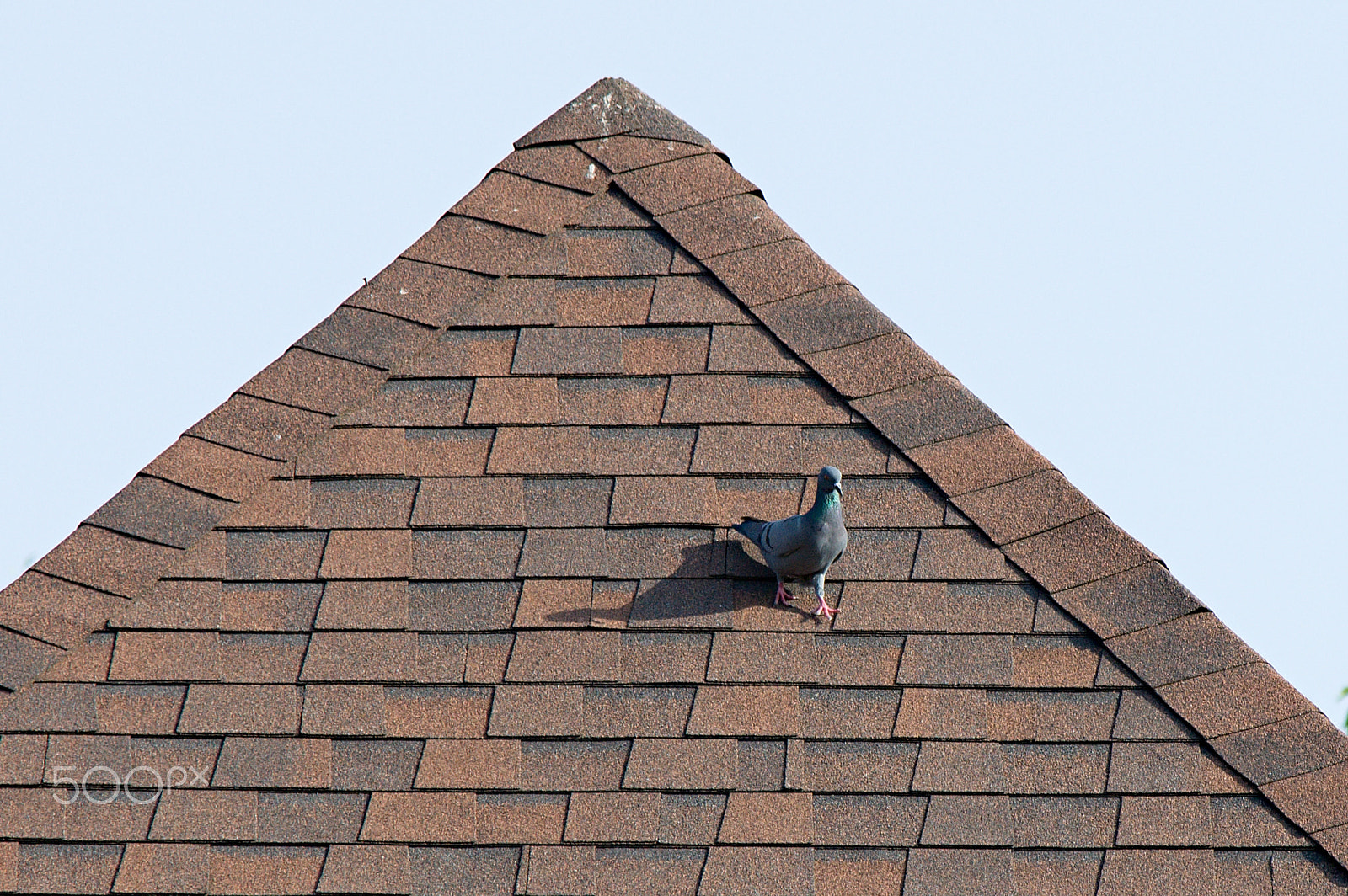 55.00 - 200.00 mm f/4.0 - 5.6 sample photo. Pigeon photography