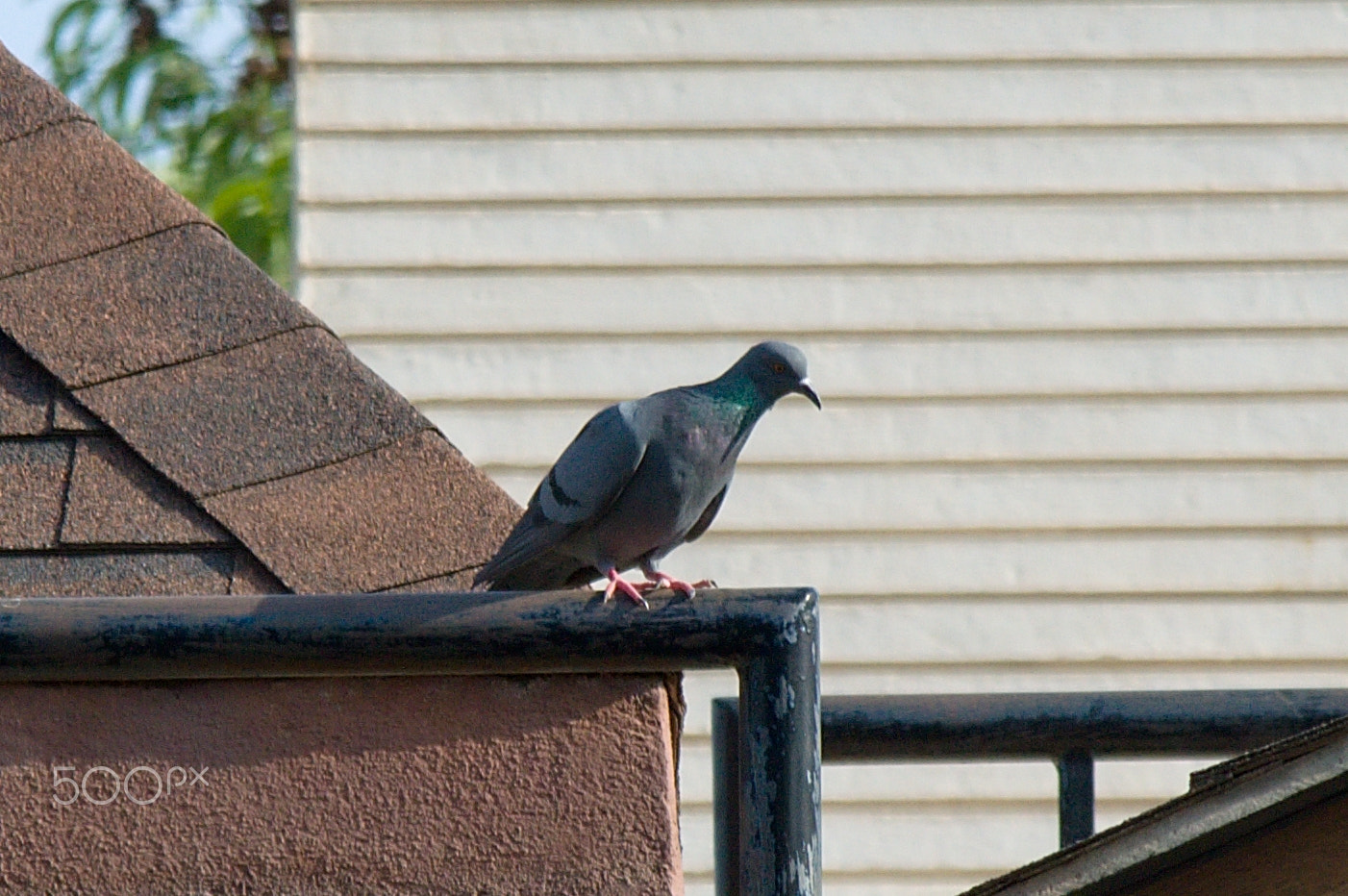 55.00 - 200.00 mm f/4.0 - 5.6 sample photo. Pigeon photography