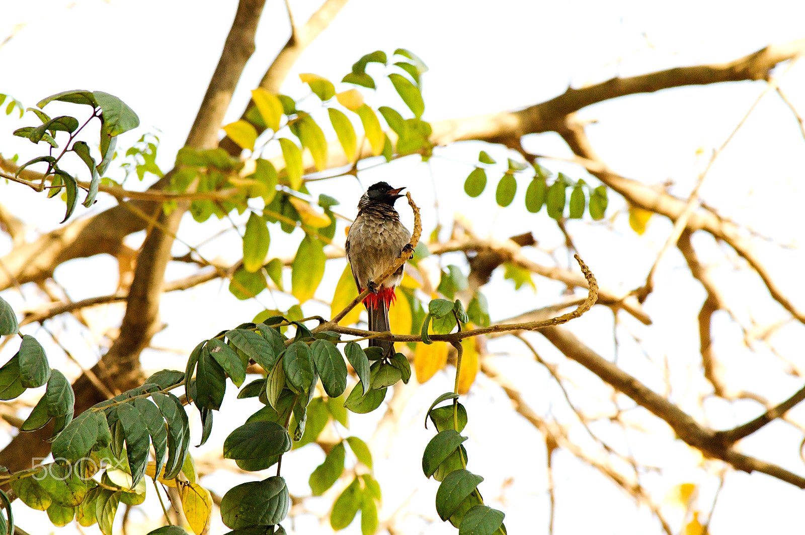 55.00 - 200.00 mm f/4.0 - 5.6 sample photo. Red vented bulbul photography