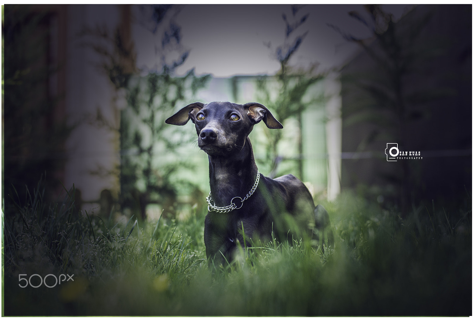 Samsung NX 45mm F1.8 sample photo. Pele ... photography