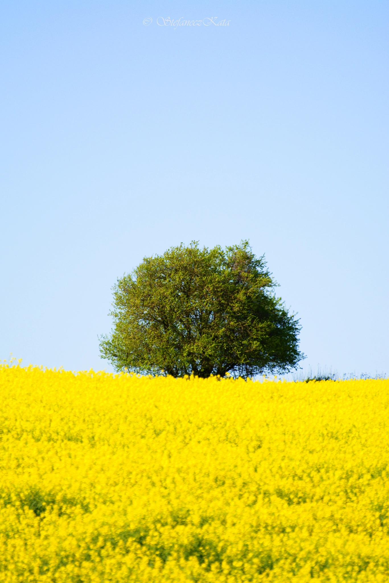 70.00 - 300.00 mm f/4.5 - 5.6 sample photo. Trikolor photography
