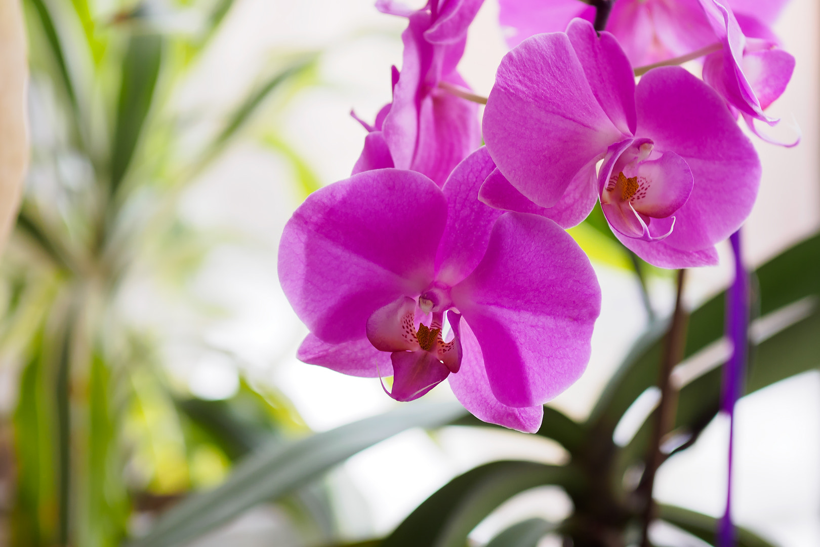 Olympus OM-D E-M5 II + Sigma 60mm F2.8 DN Art sample photo. Olympus digital camera photography