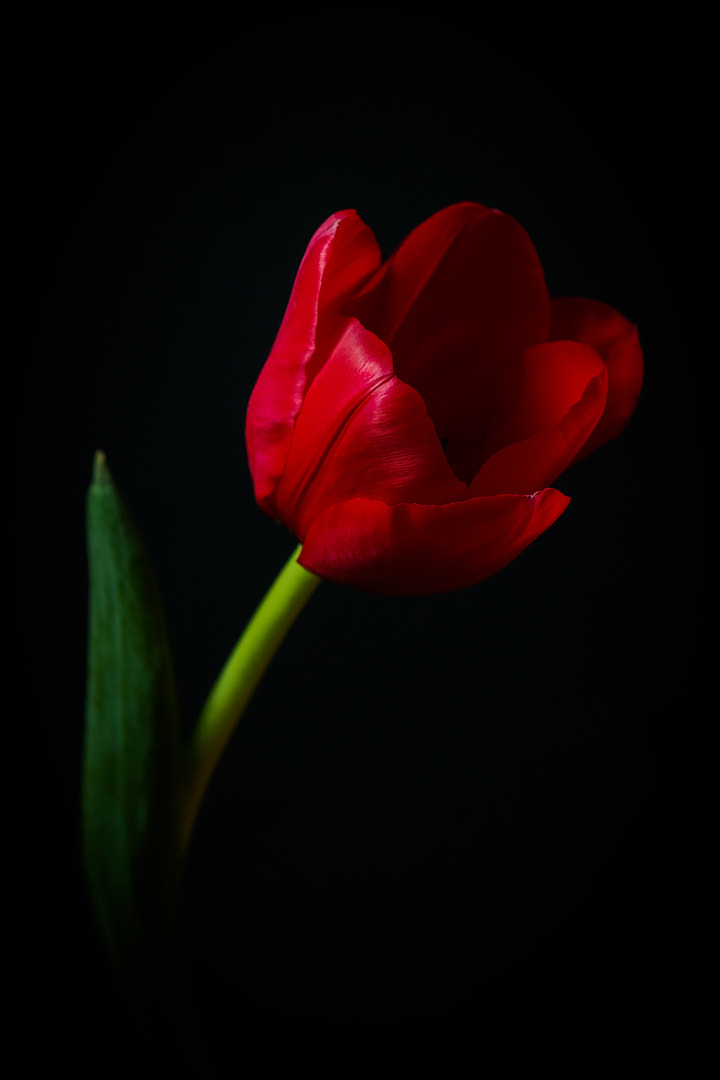 Olympus OM-D E-M5 II + Sigma 60mm F2.8 DN Art sample photo. Olympus digital camera photography