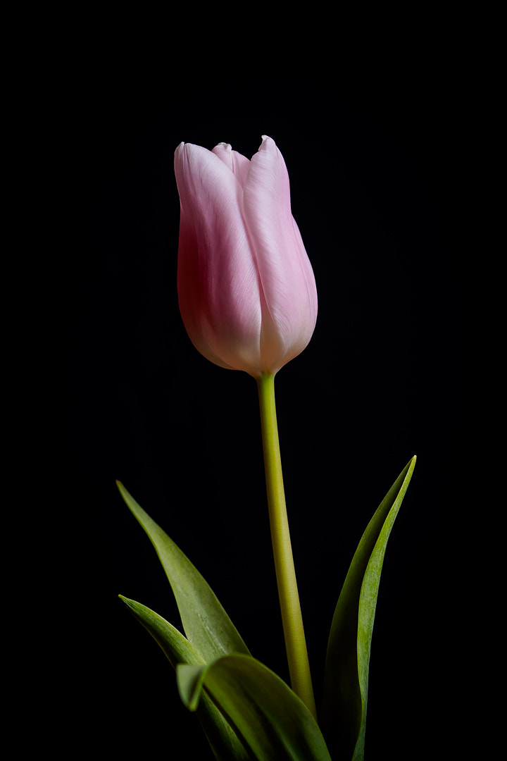 Olympus OM-D E-M5 II + Sigma 60mm F2.8 DN Art sample photo. Olympus digital camera photography
