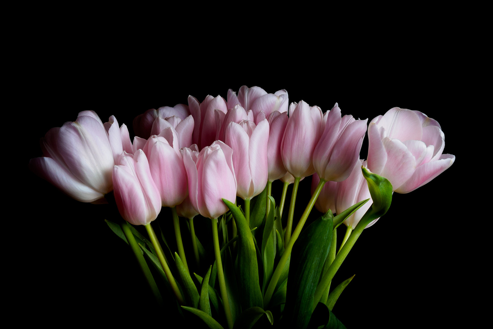Olympus OM-D E-M5 II + Sigma 60mm F2.8 DN Art sample photo. Olympus digital camera photography