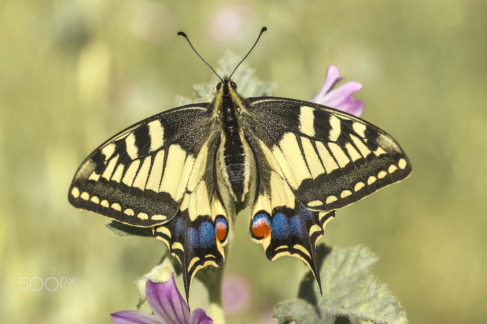 Sigma 105mm F2.8 EX DG Macro sample photo. Papilio machaon photography