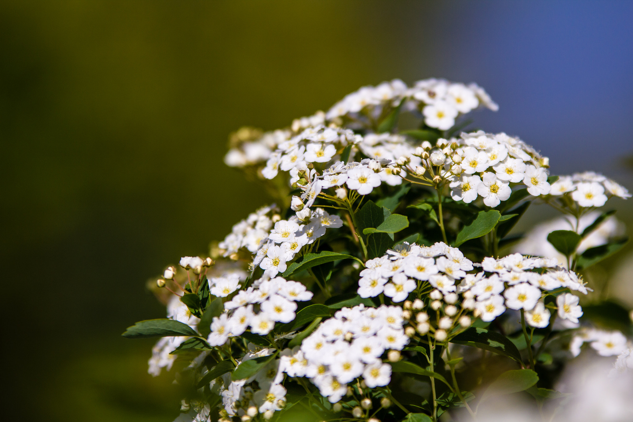 Sigma 70-200mm F2.8 EX DG OS HSM sample photo. New life photography