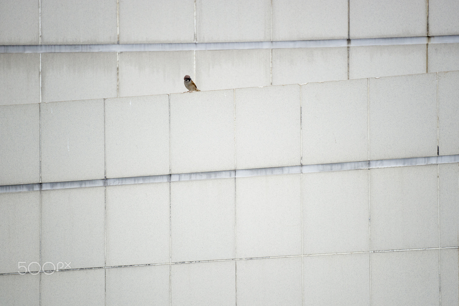 Sony a99 II + Sony 500mm F8 Reflex sample photo. Bird in quarry bay, hong kong photography