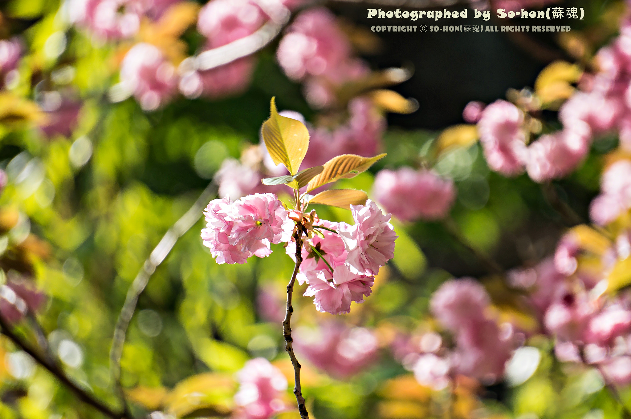 Sony Alpha NEX-C3 + Sony E 55-210mm F4.5-6.3 OSS sample photo. Double flowering cherry blossoms photography