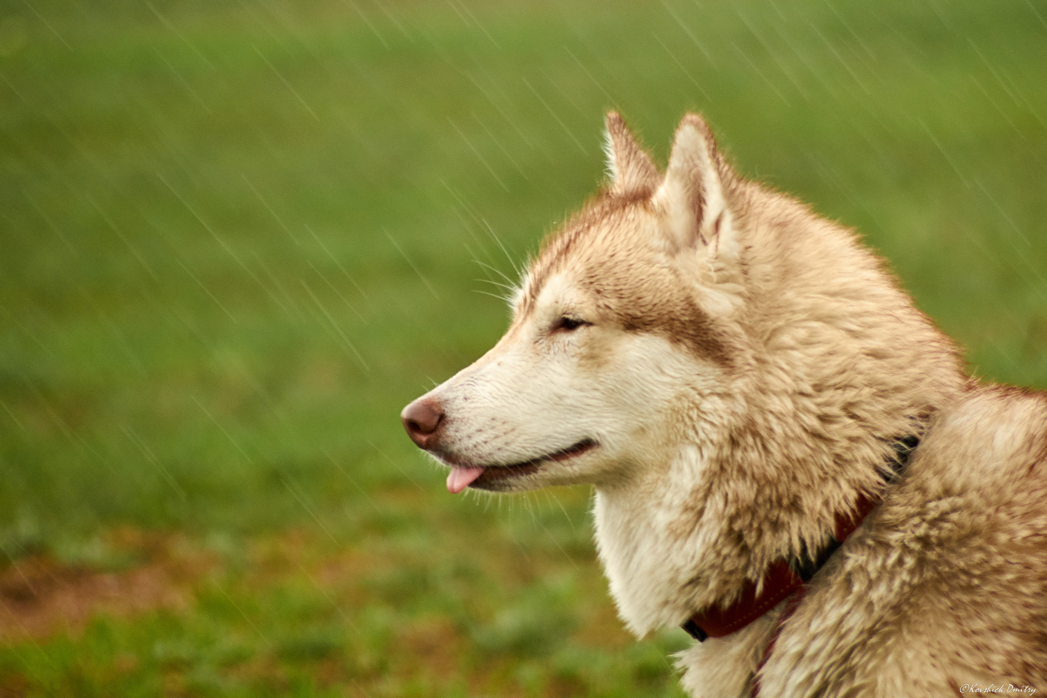 Sony SLT-A58 + Minolta AF 70-210mm F4 Macro sample photo. Adara and rain photography