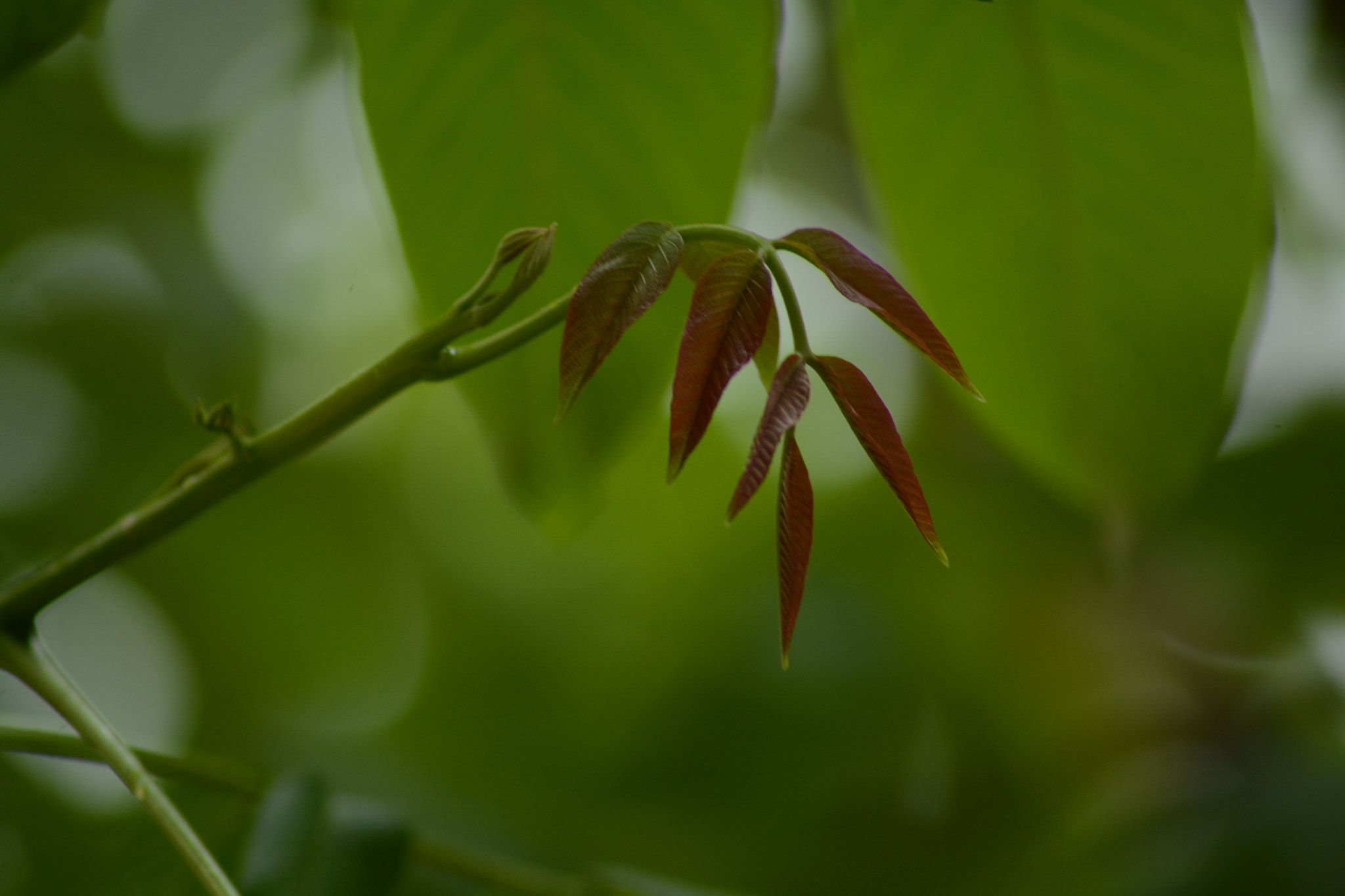 Nikon AF Nikkor 70-300mm F4-5.6G sample photo. Brown green  photography