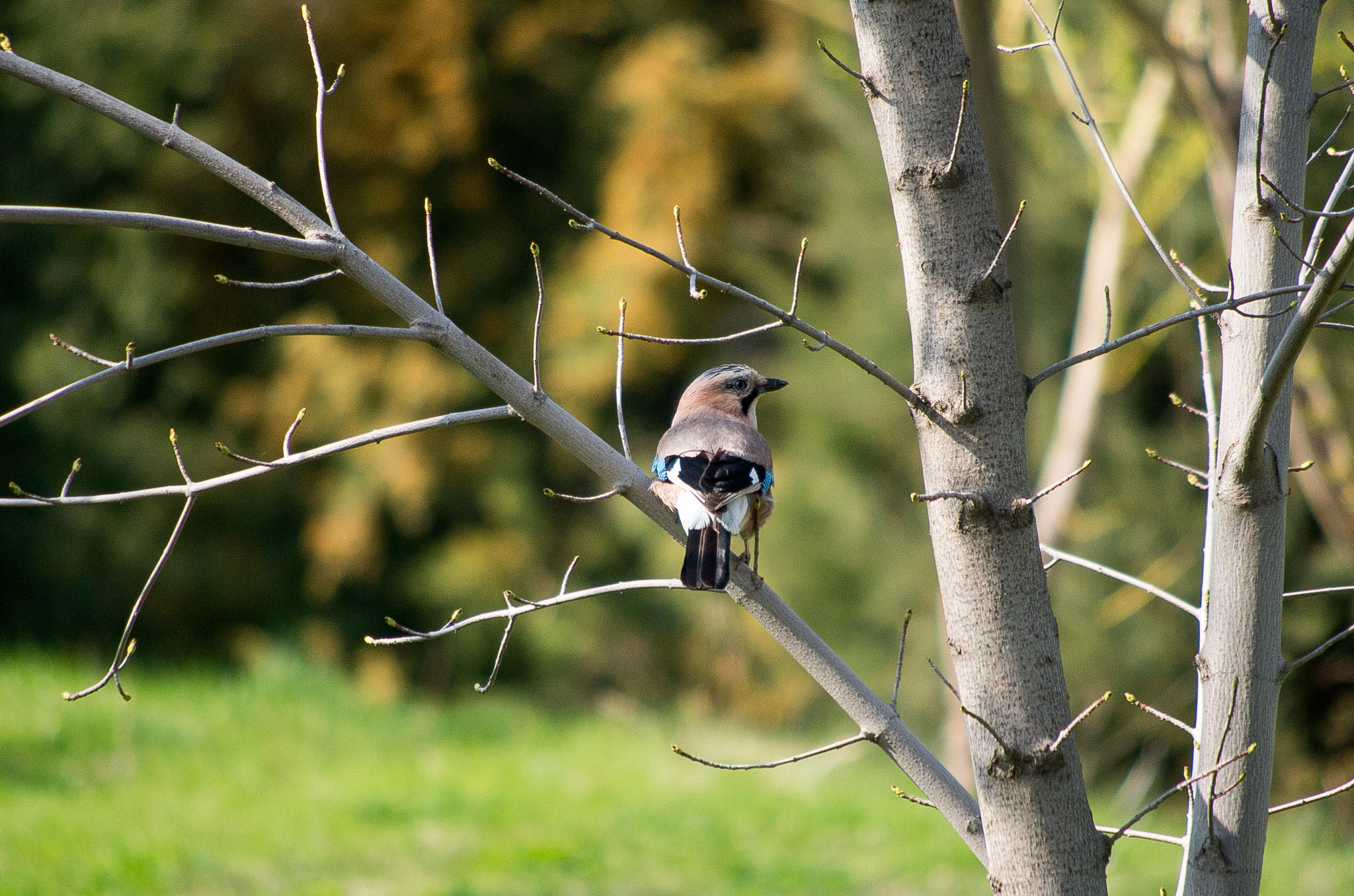 HD Pentax DA 55-300mm F4.0-5.8 ED WR sample photo. Eurasian jay // garrulus glandarius photography