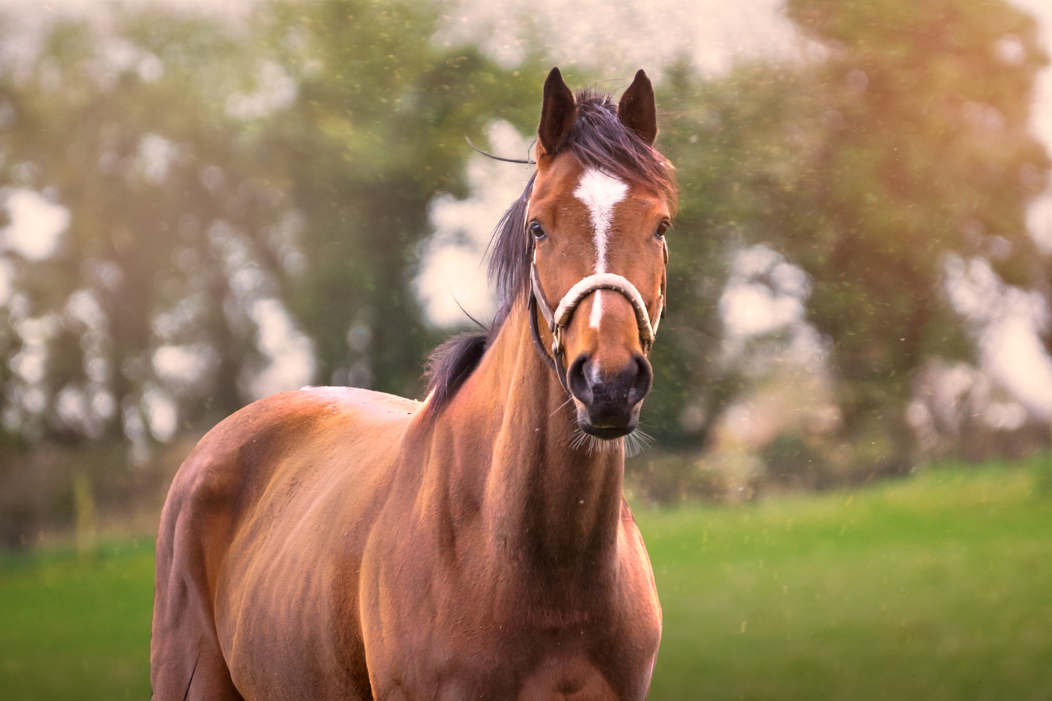 Sony 70-300mm F4.5-5.6 G SSM sample photo. Another horse photography