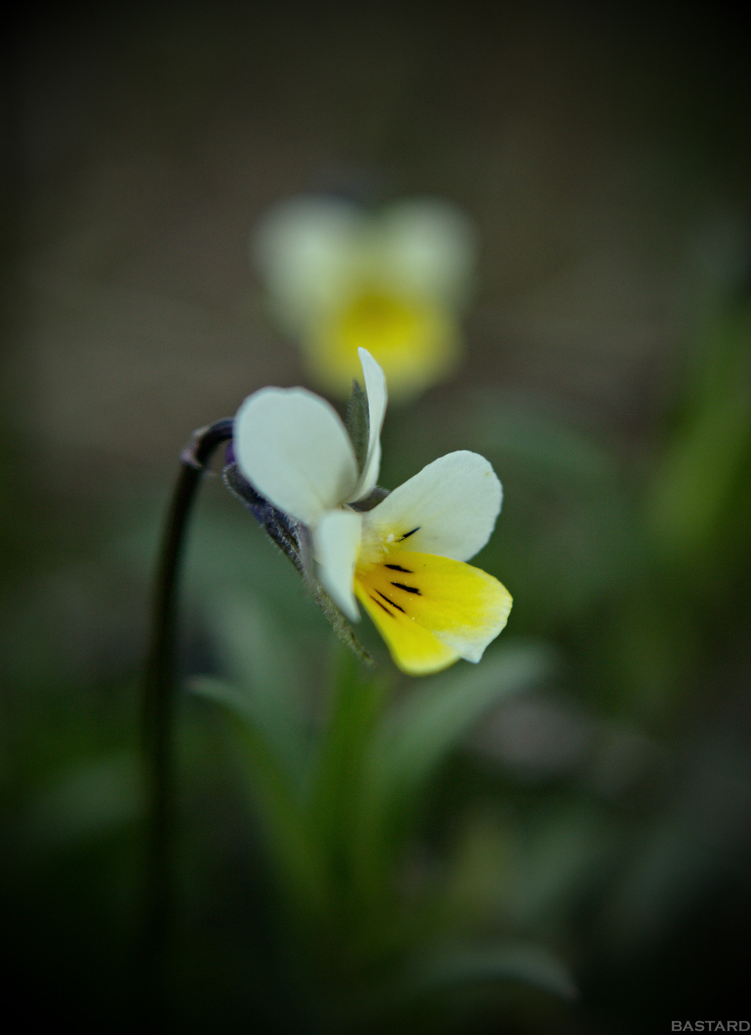Canon EF 28-90mm f/4-5.6 sample photo. Welcome spring photography