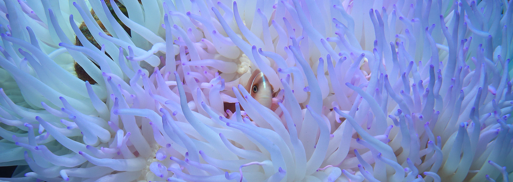 Sigma 10-20mm F3.5 EX DC HSM sample photo. Pink fish in anemone photography