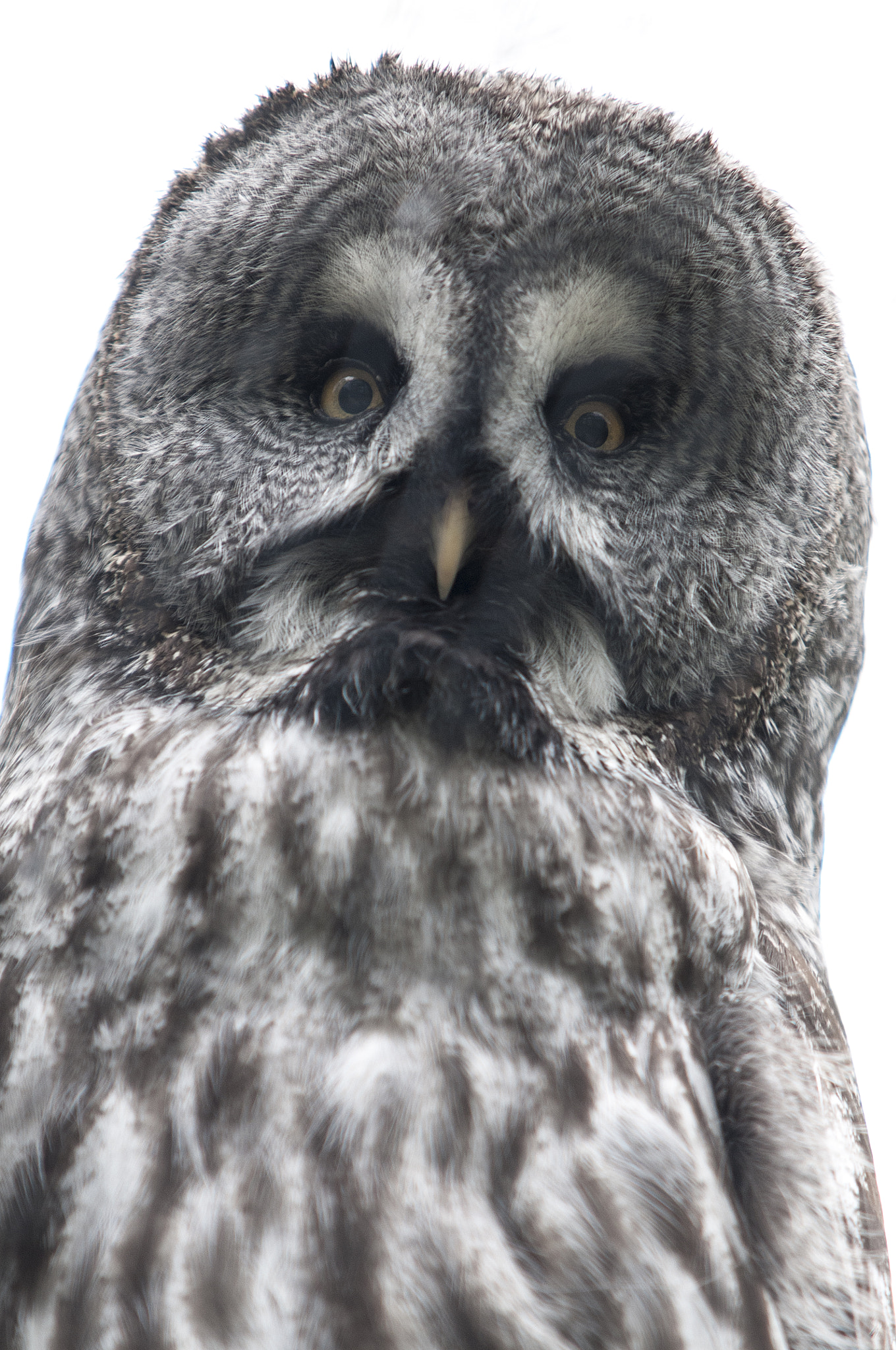 Sigma 70-200mm F2.8 EX DG Macro HSM II sample photo. Judge photography