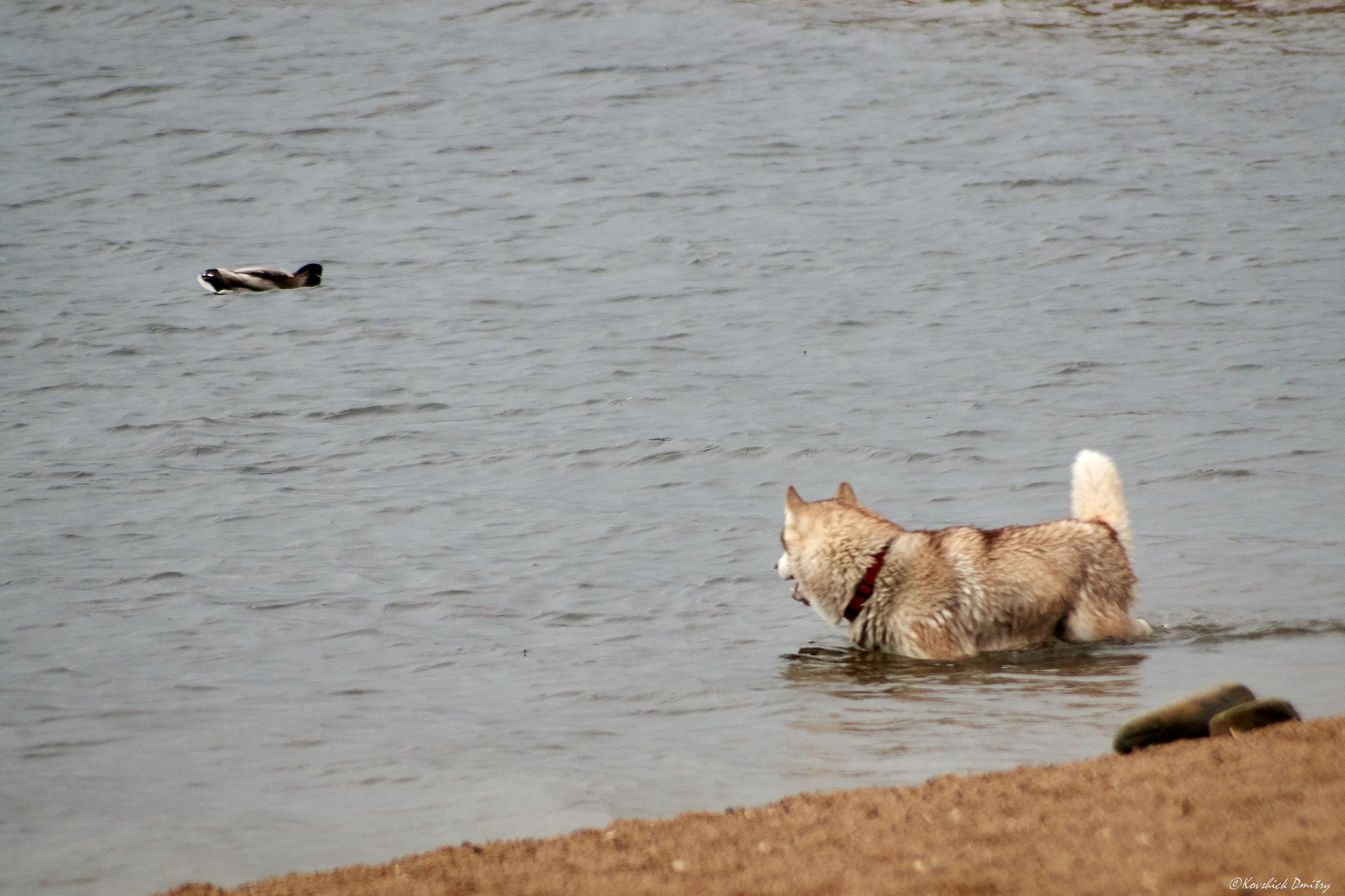 Sony SLT-A58 + Minolta AF 70-210mm F4 Macro sample photo. Hunting photography