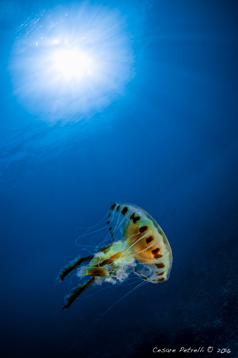 Sigma 15mm F2.8 EX DG Diagonal Fisheye sample photo. Otranto, under the sea photography