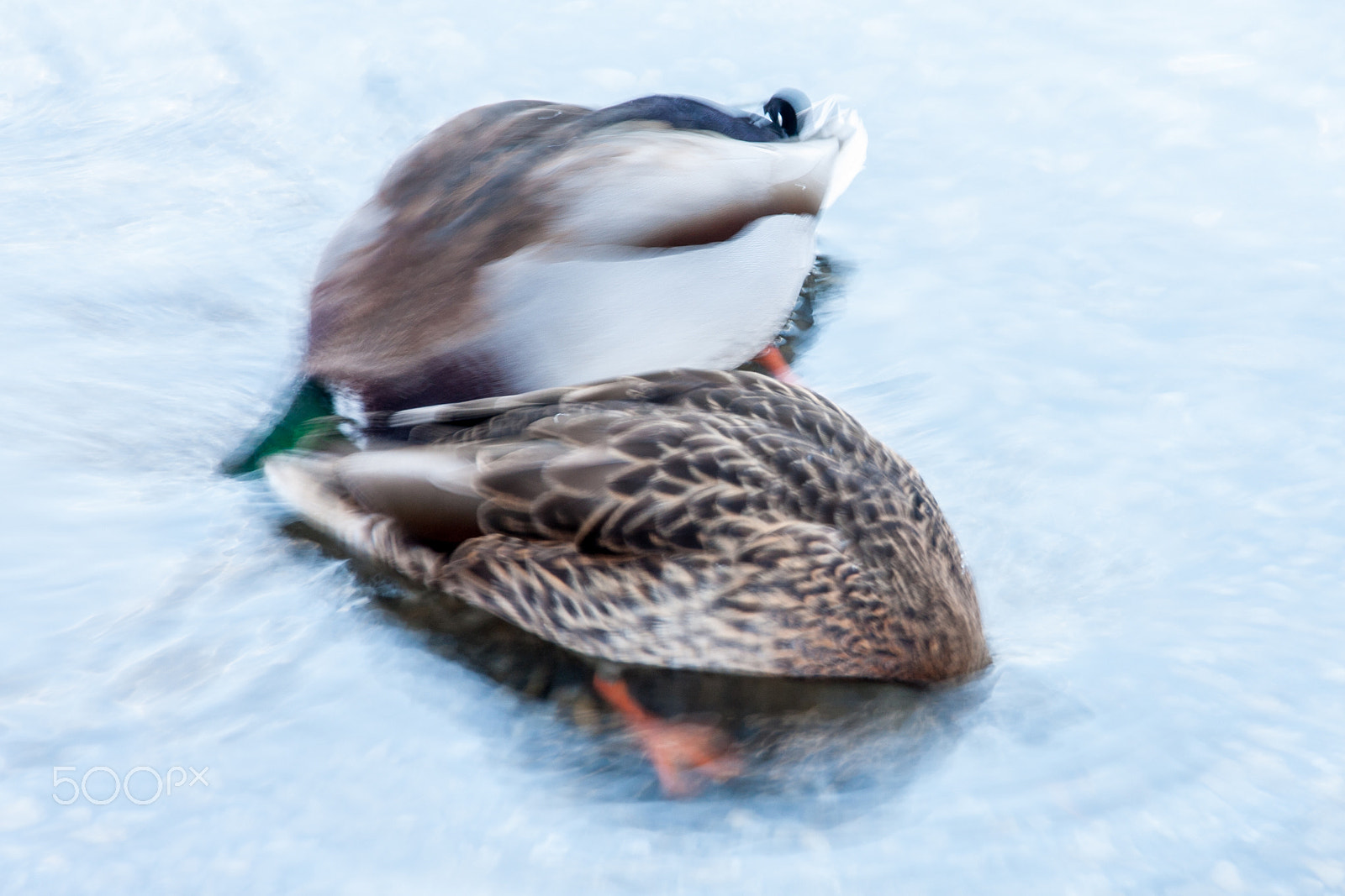Sigma 18-250mm F3.5-6.3 DC OS HSM sample photo. Mallards photography