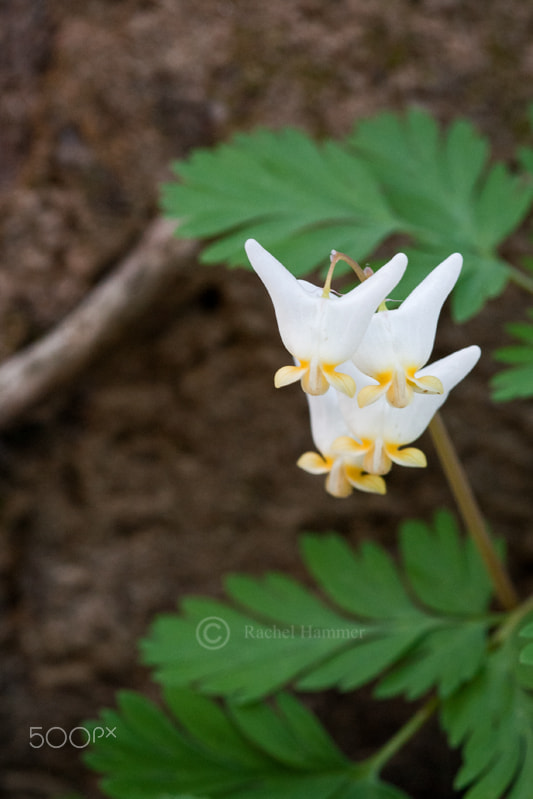 Nikon D200 + Sigma 105mm F2.8 EX DG Macro sample photo. Wildflowers photography