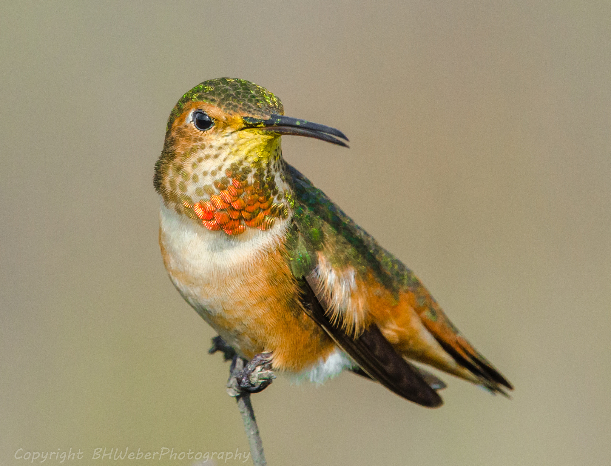 Nikon Nikkor AF-S 300mm F4E PF ED VR sample photo. Allen's hummingbird female pose photography