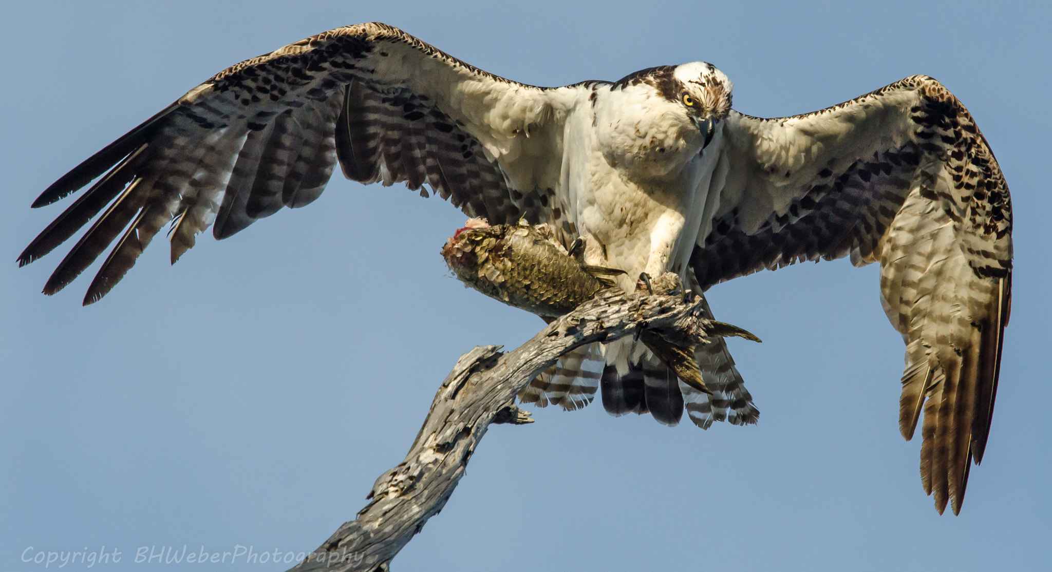 Nikon Nikkor AF-S 300mm F4E PF ED VR sample photo. Fish on a stick photography