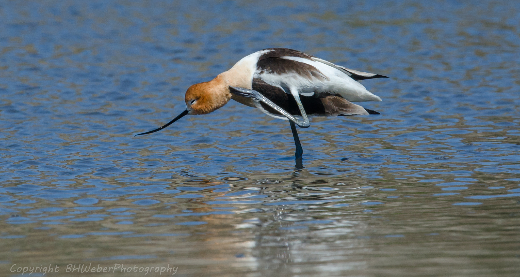 Nikon Nikkor AF-S 300mm F4E PF ED VR sample photo. American avocet photography