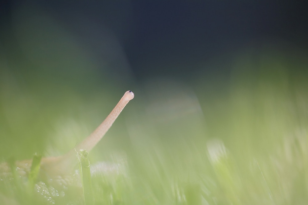 Sigma APO Macro 150mm f/2.8 EX DG HSM sample photo. The sentinel photography