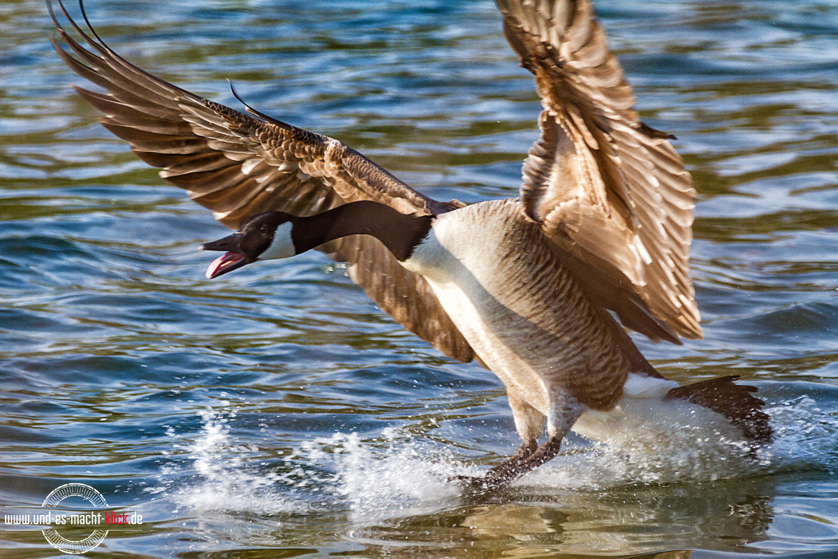 Sigma 150-600mm F5-6.3 DG OS HSM | C sample photo. Wildgans (brant) photography