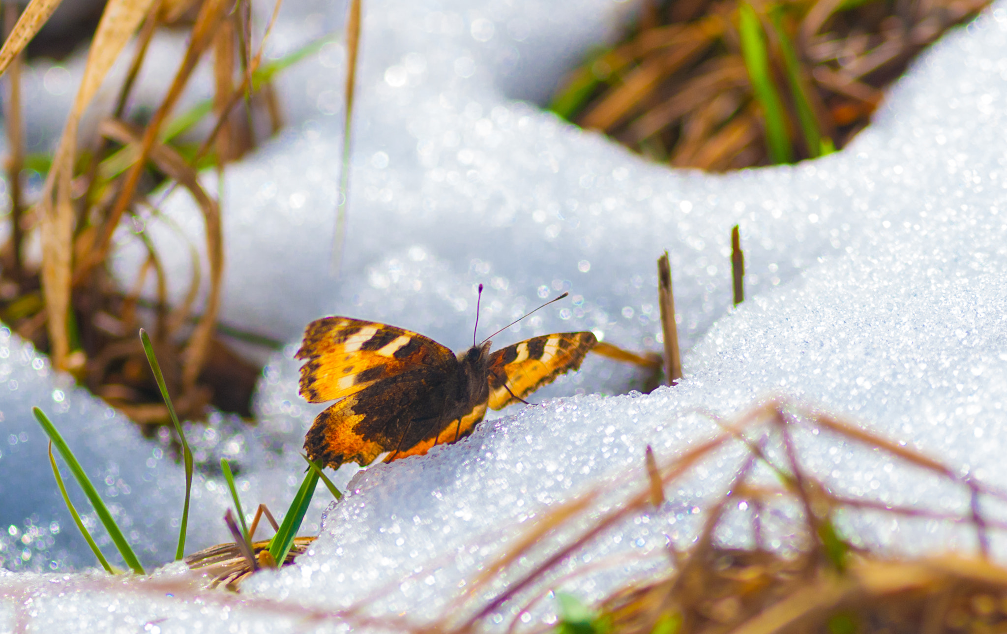 Nikon D200 + AF Zoom-Nikkor 75-300mm f/4.5-5.6 sample photo. Бабочка на снегу photography