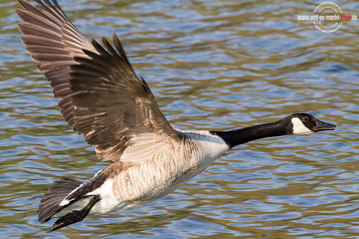 Sigma 150-600mm F5-6.3 DG OS HSM | C sample photo. Fly, fly away... photography