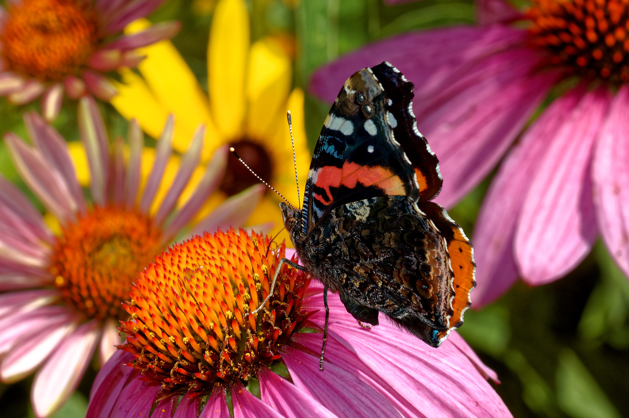 Nikon D50 sample photo. A pretty one photography