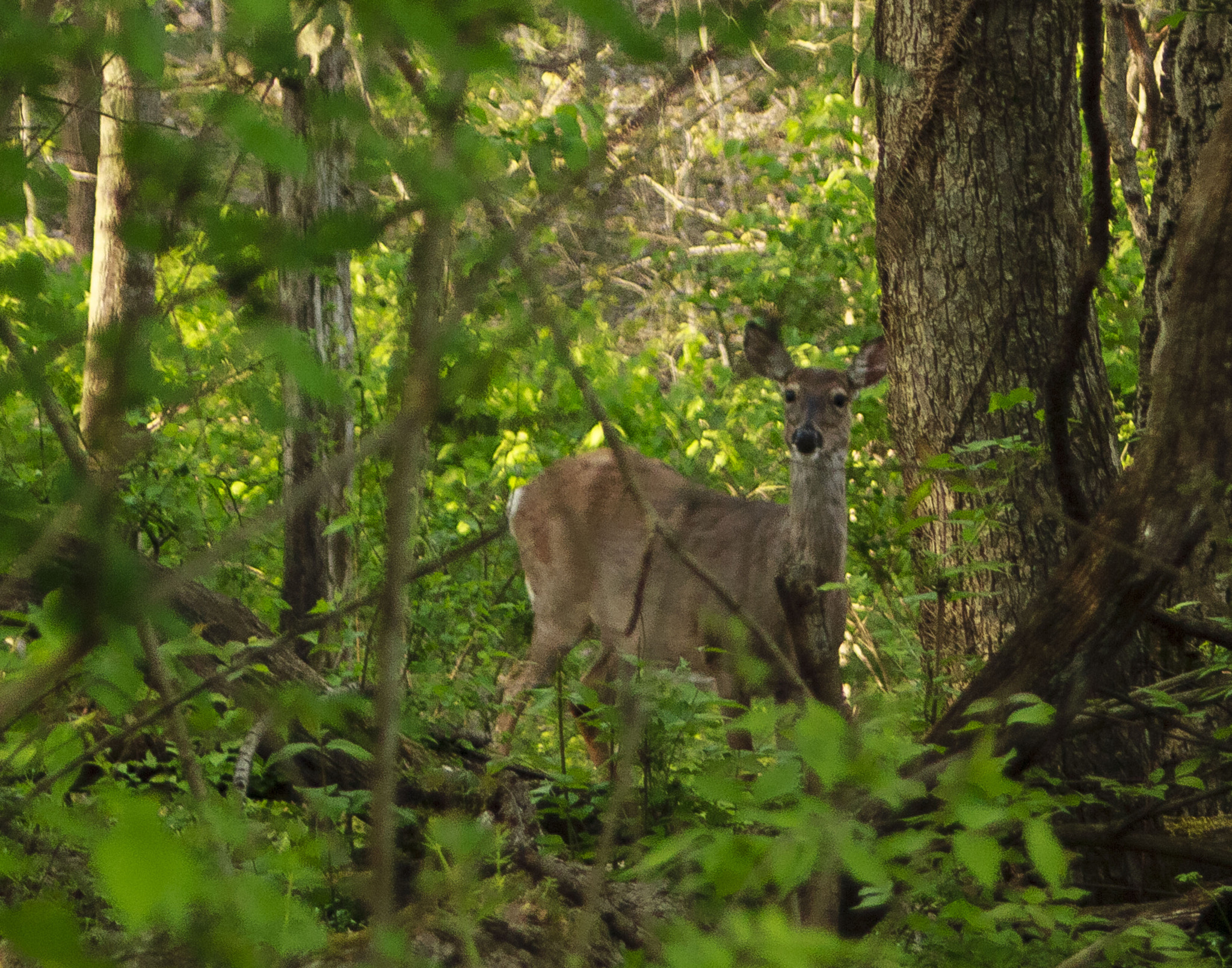 Canon EF 35-80mm f/4-5.6 sample photo. Deer photography