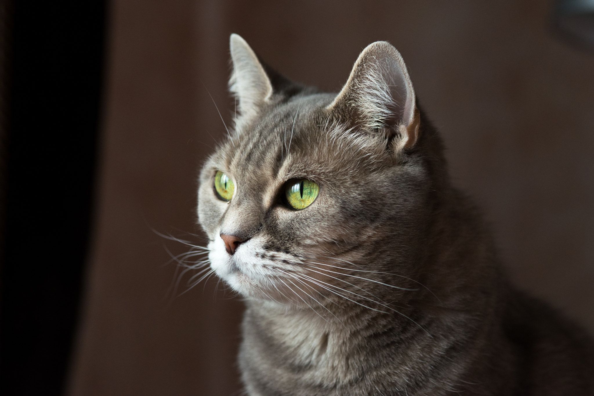 Nikon D610 + AF Micro-Nikkor 105mm f/2.8 sample photo. Housecat photography