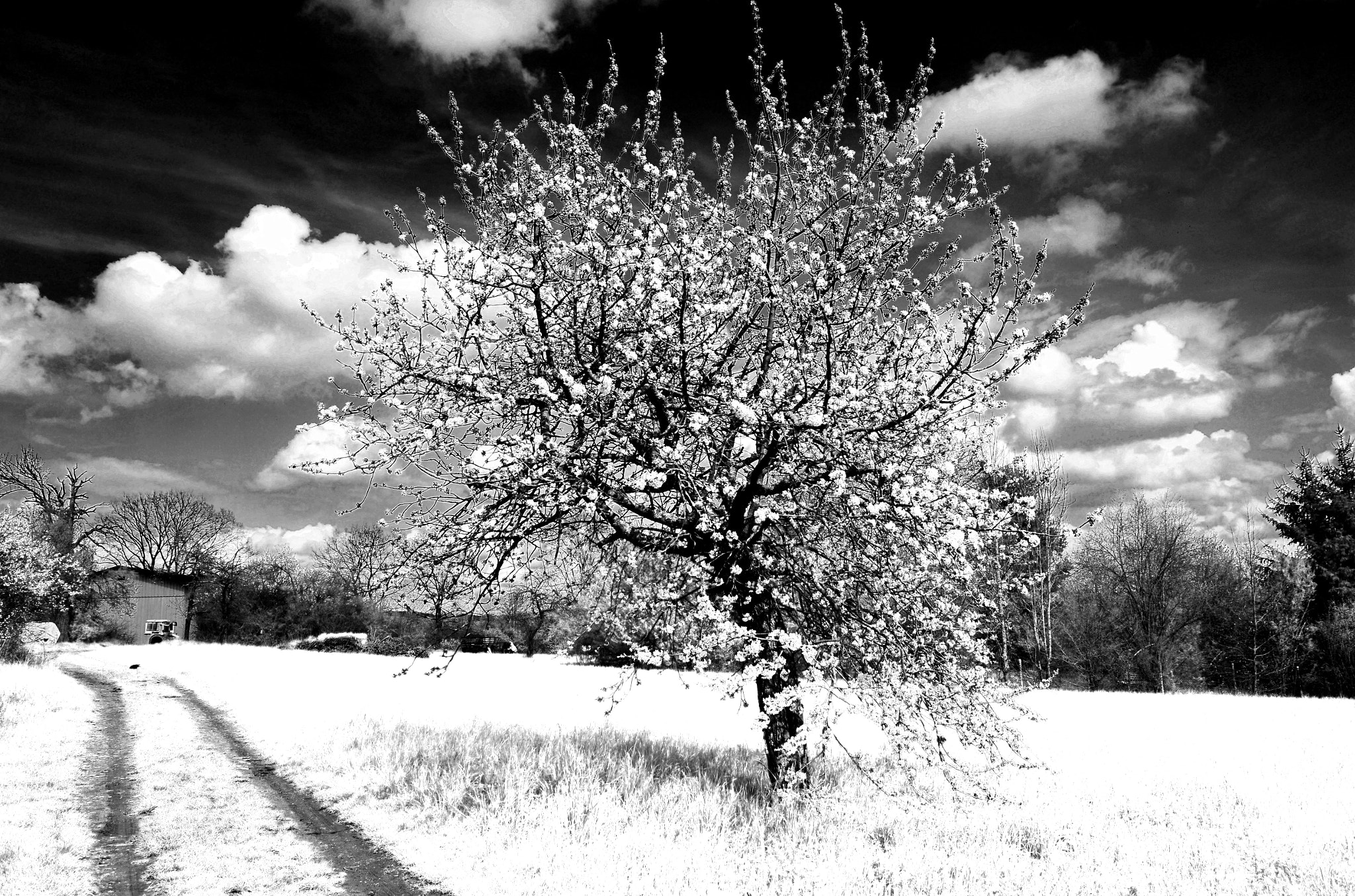 Nikon D5100 + Sigma 17-70mm F2.8-4 DC Macro OS HSM | C sample photo. Infrared nature photography