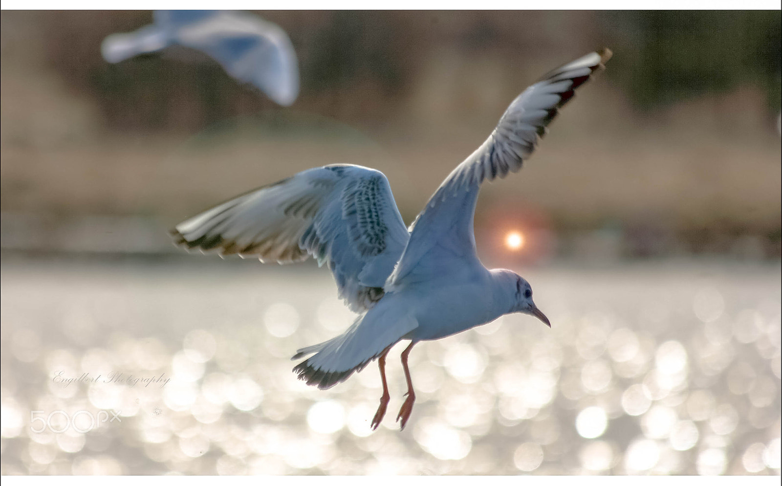 Canon EOS-1D Mark II N + Canon EF 70-300mm F4-5.6 IS USM sample photo. Seagull photography