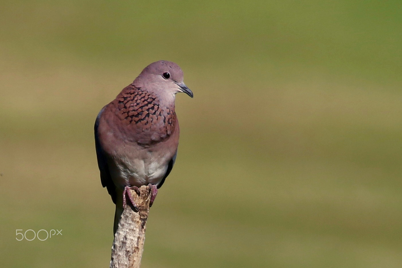 Canon EF 100-400mm F4.5-5.6L IS USM sample photo. Laughing dove....courting.... photography
