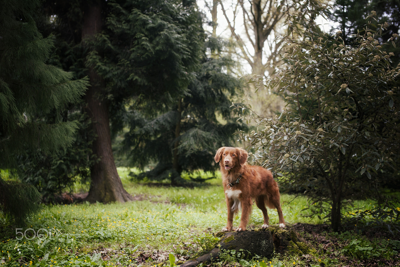 Nikon D3 + Sigma 50mm F1.4 EX DG HSM sample photo. Red wolf photography